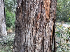 Eucalyptus helidonica