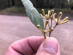 Eucalyptus helidonica