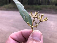 Eucalyptus helidonica