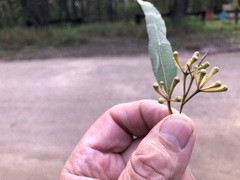 Eucalyptus helidonica