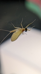 Cloeon dipterum