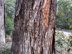 Eucalyptus helidonica