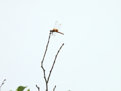 Urothemis signata yiei