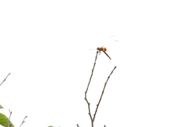 Urothemis signata yiei