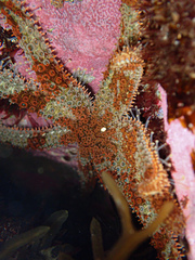 Coscinasterias muricata