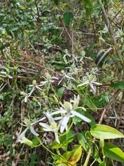 Clematis glycinoides