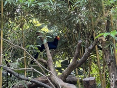 Aves