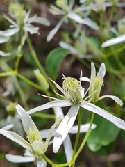 Clematis glycinoides