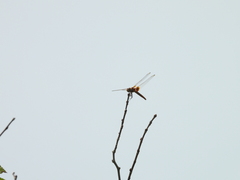 Urothemis signata yiei