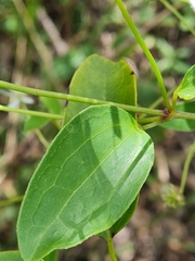 Clematis glycinoides