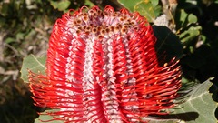 Banksia coccinea