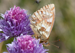 Boloria napaea