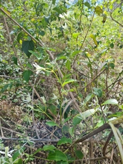 Clematis glycinoides