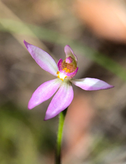 Caladenia alata