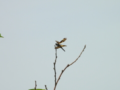 Rhyothemis variegata