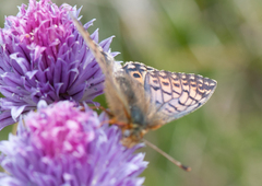 Boloria napaea