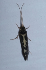 Trichoptera