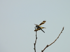 Rhyothemis variegata