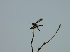 Rhyothemis variegata