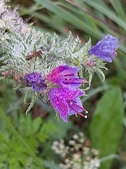 Echium vulgare