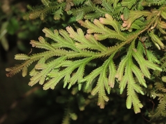 Selaginella repanda