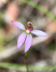 Caladenia alata