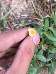 Sida rhombifolia