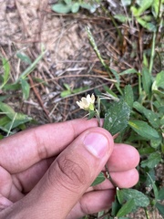 Sida rhombifolia