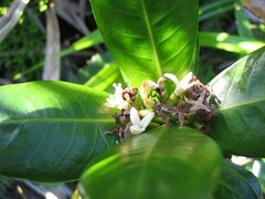 Psychotria