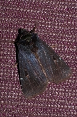 Austramathes purpurea