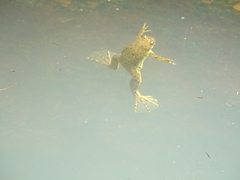 Xenopus laevis