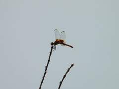 Urothemis signata yiei