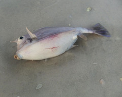 Acanthostracion quadricornis