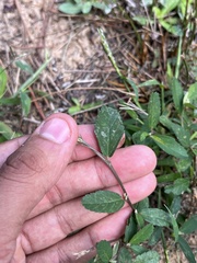 Sida rhombifolia