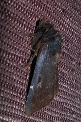 Austramathes purpurea