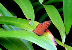 Junonia hedonia