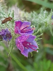 Echium vulgare