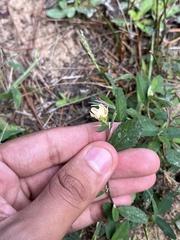 Sida rhombifolia
