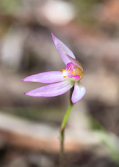 Caladenia alata