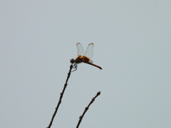 Urothemis signata yiei