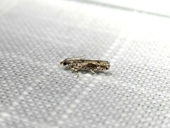 Holocola thalassinana