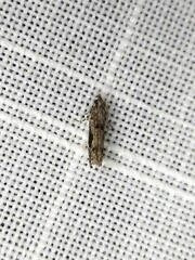 Holocola thalassinana