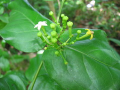Cyclophyllum barbatum