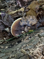 Ischnoderma benzoinum