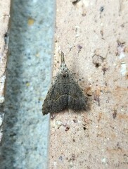 Trigonistis asthenopa