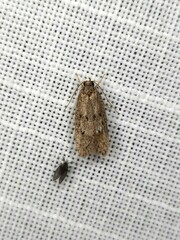 Acantholena siccella