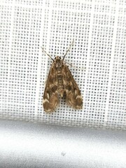 Hygraula nitens