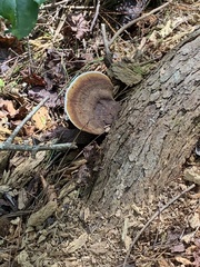 Ischnoderma benzoinum