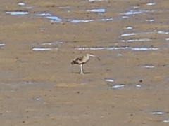 Numenius madagascariensis