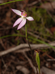 Caladenia alata
